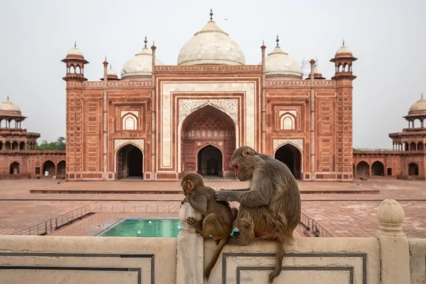 Macaco adulto tirando pulgas de um macaco filhote, sentados em uma mureta em frente a um templo indiano